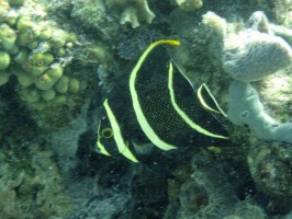 IMG 8900 French Angelfish Juvenile